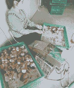 宿迁孵化场鸡苗价格