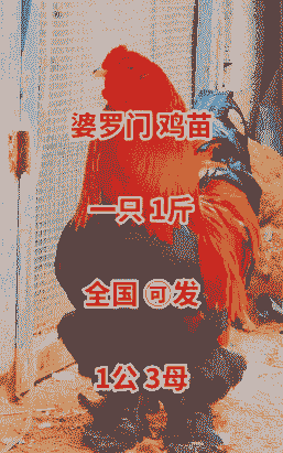婆罗门鸡苗一只价格