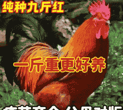 出壳红玉鸡苗价格报价
