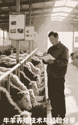 黑龙江牛羊养殖价格多少