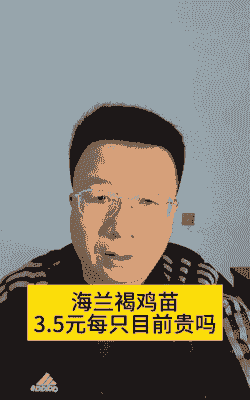 江苏海兰褐鸡苗价格