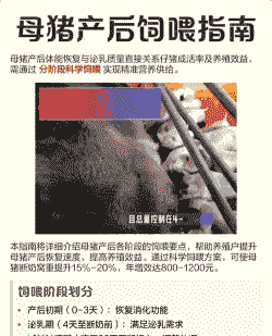 母猪产后十天吃啥好