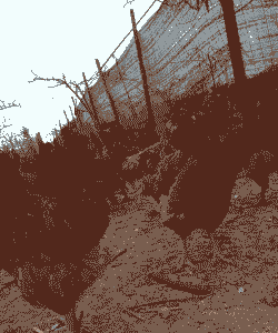 凤翔一号鸡苗价格