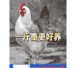 白芦花脱温鸡苗价格