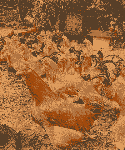 湖南岭南黄鸡苗价格