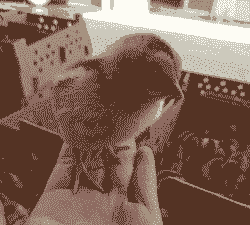 仪陇土鸡出壳鸡苗价格