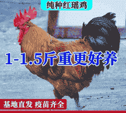 红瑶鸡苗价格表