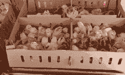 江苏养殖鸡苗出售价格