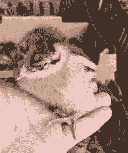 三台青脚麻鸡苗价格