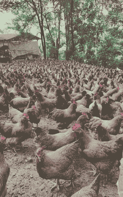 广西凤翔桂香鸡苗价格