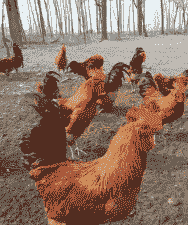 黔东南红瑶鸡苗价格