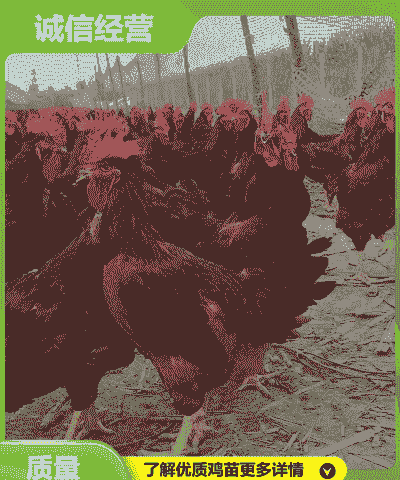 宜春鸡苗出售价格多少