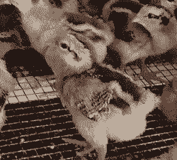 泸州出壳鸡苗价格多少