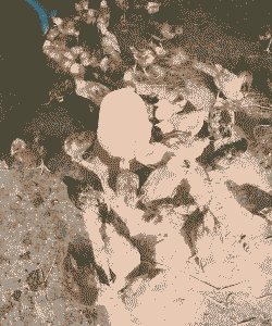 南京好的鸡苗价格多少