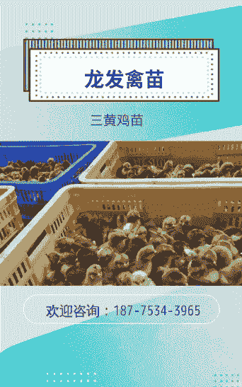 三黄鸡黄苗的价格