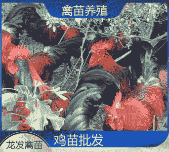 清远养殖场鸡苗价格