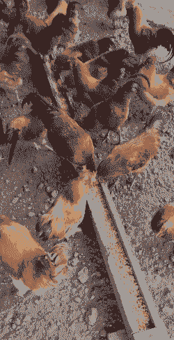 怀化鸡苗出售价格多少