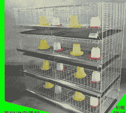 广安鸡苗育雏笼价格多少