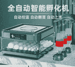 鸡苗孵化器价格报价