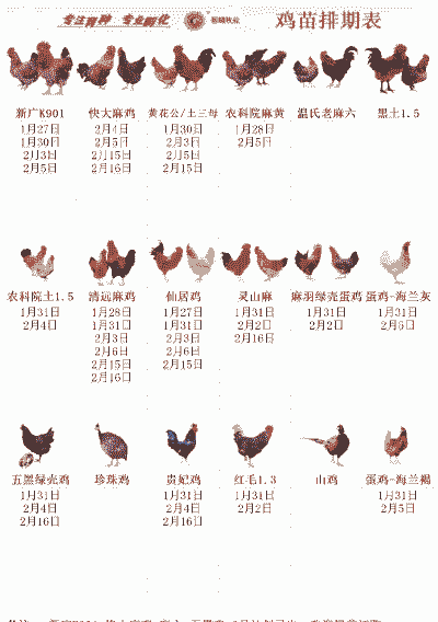 鸡苗预订价格表