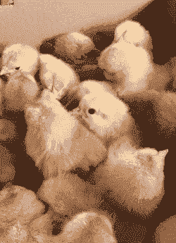 宿州地区鸡苗价格是多少