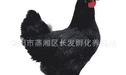 衡阳细脚鸡苗价格多少