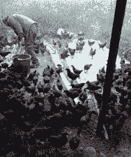 大连孵化场鸡苗价格