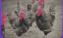 脱温黑芦花鸡苗价格