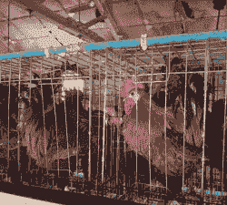 高脚鸡苗价格是多少