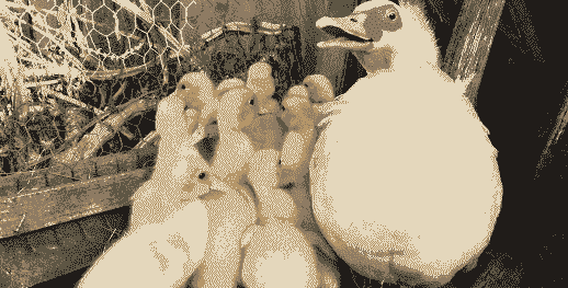 四川地区鸡苗价格