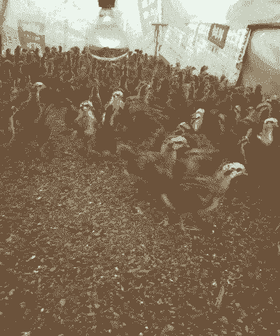 梁河脱温鸡苗价格多少