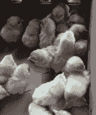 胡须鸡苗什么价格能买到