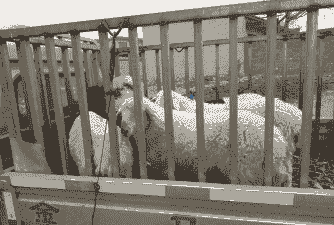 国外进口牛羊价格多少钱