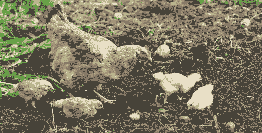 四川鸡苗场价格