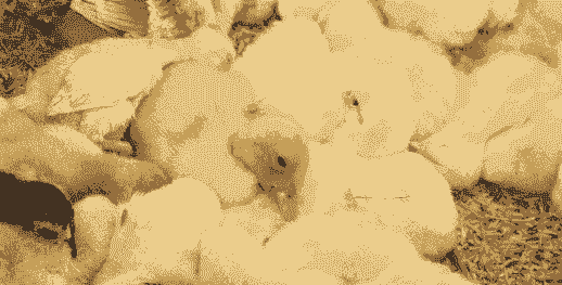 桃源鸡苗出售价格多少