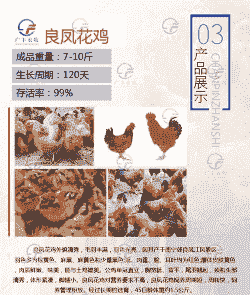 鸡苗运输价格多少合适卖