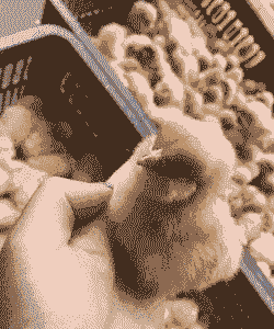 胡须鸡苗什么价格能买