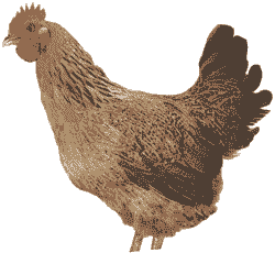 脱温铁脚麻鸡苗价格