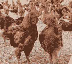 广东成都青脚麻鸡苗价格