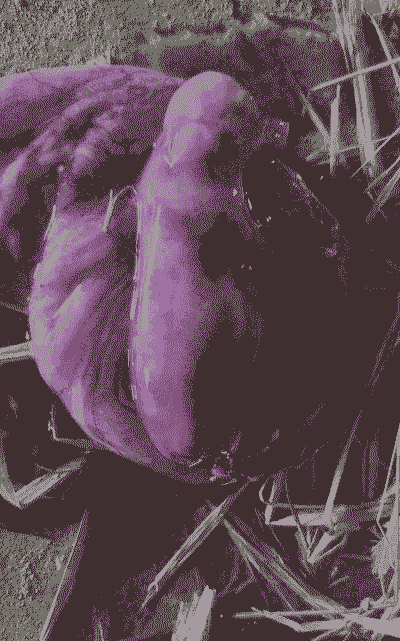 母猪流产后的食物