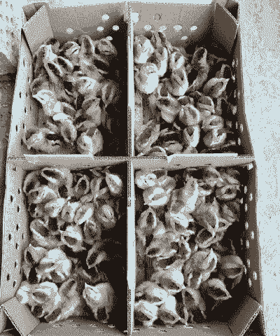 彭水养殖鸡苗出售价格