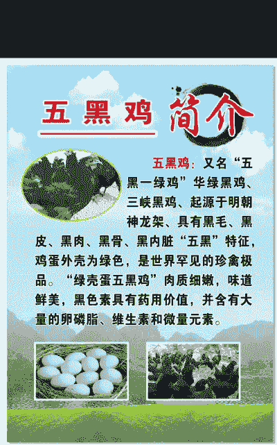 五黑鸡苗价格表