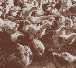 弥渡鸡苗出售价格多少