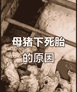 母猪产后死亡预兆