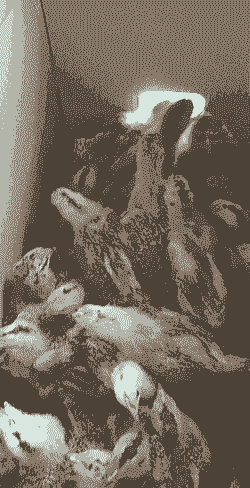 笨鸡苗出售价格多少