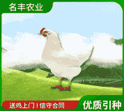 罗曼粉鸡苗价格表