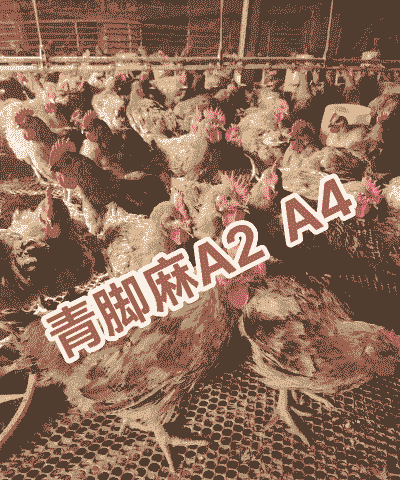 郫县青脚麻鸡苗价格多少