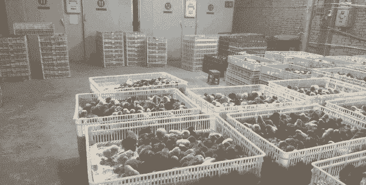 辽阳孵化场鸡苗价格