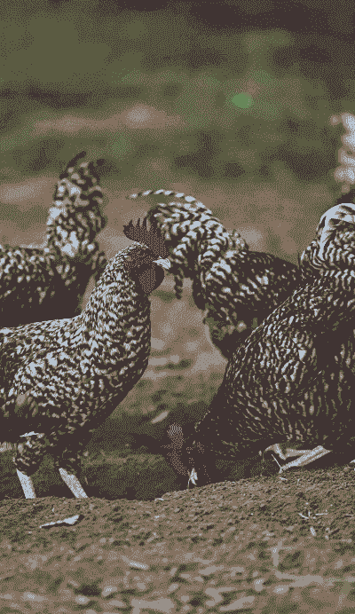 四川鸡苗价格多少