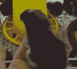 刚出蛋壳小芦花鸡苗价格